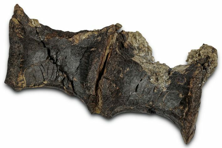 Articulated Fossil Theropod Dinosaur Dorsal Vertebrae - Wyoming #354022